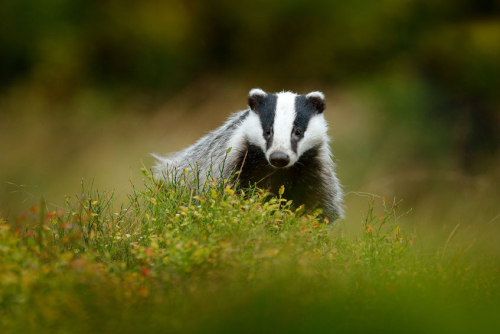 Badger