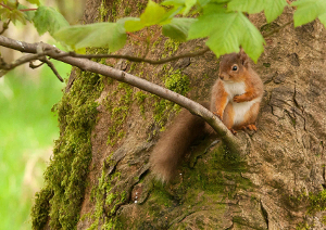 Red Squirrel Webpage small